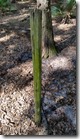 Old fence post in the woods