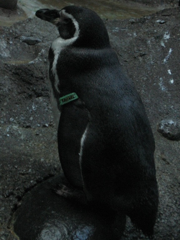 [IMG_0499%2520Humboldt%2520Penguin%2520at%2520the%2520Oregon%2520Zoo%2520in%2520Portland%252C%2520Oregon%2520on%2520November%252010%252C%25202009%255B2%255D.jpg]