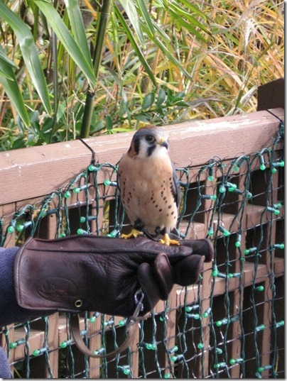 IMG_0324 Apollo the American Kestrel Falcon at the Oregon Zoo in Portland, Oregon on November 10, 2009