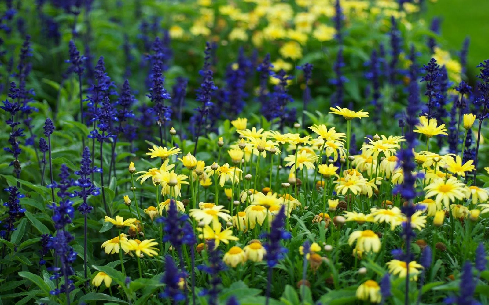 blue wedding flowers