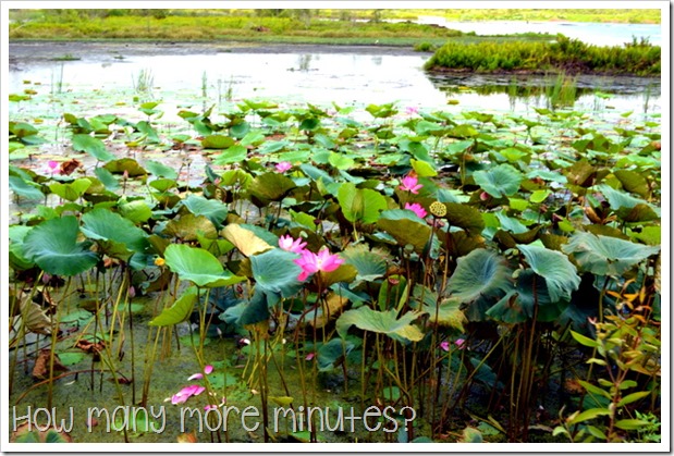 Fogg Dam Conservation Reserve | How Many More Minutes?