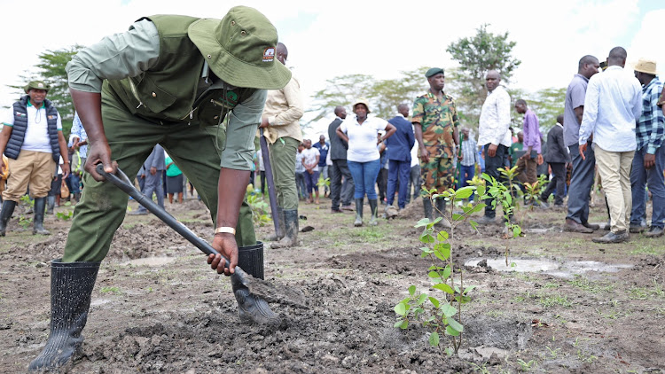 President William Ruto planting a tree seedling in Makindu, Makueni on November 13, 2023