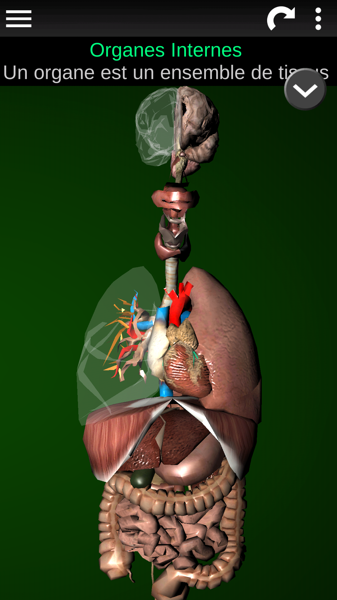 Android application Internal Organs in 3D (Anatomy) screenshort