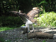 Philippine Eagle. File picture.