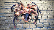 CREEPY: More than 113million people watched the Mutant Giant Spider Dog on YouTube
