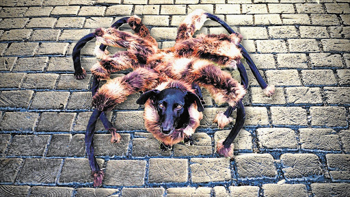 CREEPY: More than 113million people watched the Mutant Giant Spider Dog on YouTube