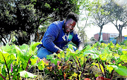 Nkosi Nqazeleni is the gardener at Lilyhaven Place in Bonteheuwel on the Cape Flats. The old-age home uses grey water for its vegetable and herb   garden. /  Ruvan Boshoff