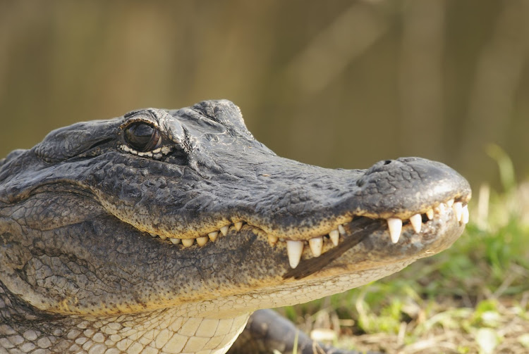 The alligator believed to be responsible for the attack was captured and killed.