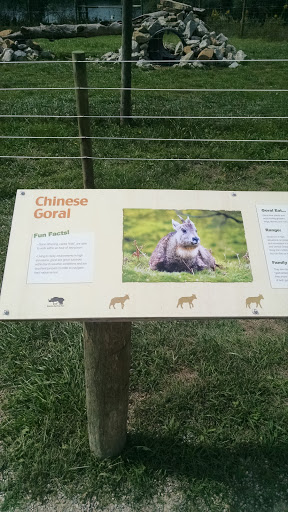 Chinese Goral Enclosure