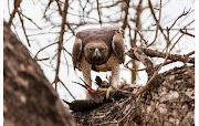 <b>July 2016 category winner: Endangered Africa -</b> A martial eagle, the largest African eagle, feasts on a hadeda near Lower Sabie, Kruger National Park. The species' status is vulnerable.