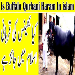 Download Kiya Bhains Ki Qurbani Karna Islam Main Jayez Ha For PC Windows and Mac