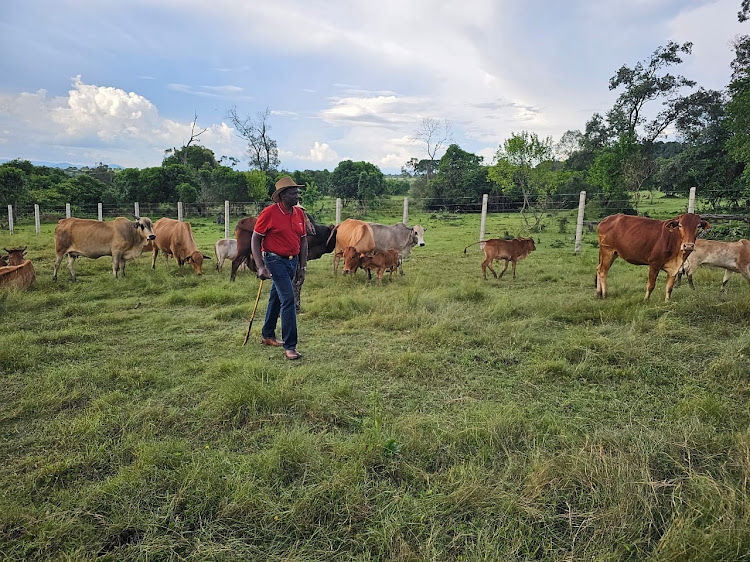 President William Ruto looking after his cows at his farm in Trans Mara, Narok County over the weekend.