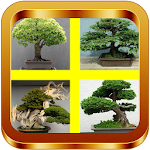 Bonsai Tree Ideas Apk