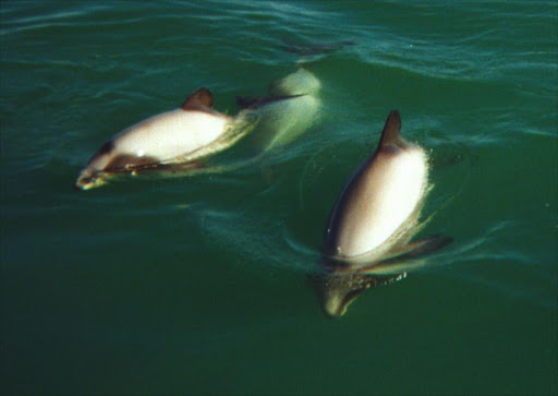 Maui's dolphins are subspecies of Hector's Dolphins. File photo