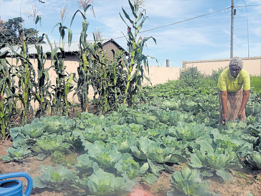 HARD AT WORK: 80-year-old retired teacher, school principal and education specialist, Ntombomzi Madinga from Mthatha, grows vegetables which she sells to local food retailers for a profit Picture: SIKHO NTSHOBANE