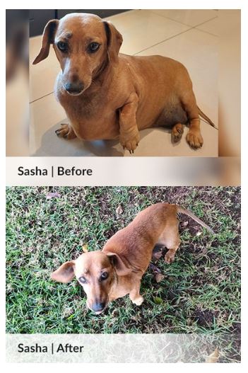 Runner-up pup, Sasha.