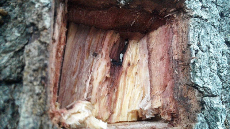 The first example of a polyphagous shot hole borer in an English oak in Somerset West.