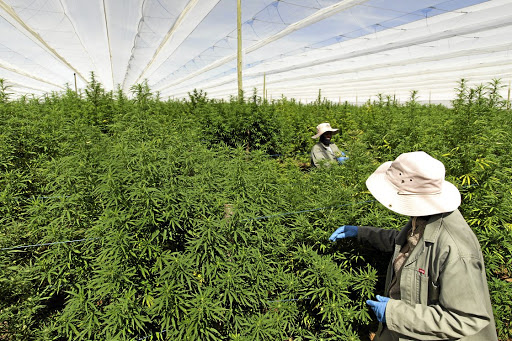 A cannabis farm. Picture: Supplied
