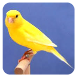 Canaries Birdsong All Varian Apk