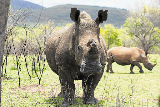 UNDER THREAT: White rhino in a game ranch in neighbouring South Africa Picture: JAMES OATWAY