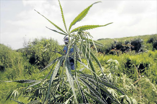 POTENTIAL: Growing dagga for medicinal purposes can have economic spin-offs