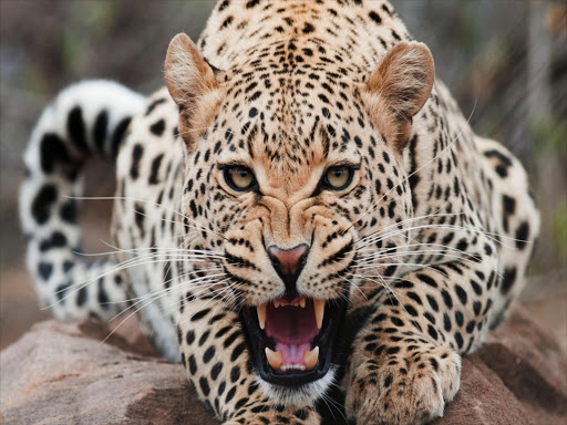 The South African government has banned leopard hunting for a year