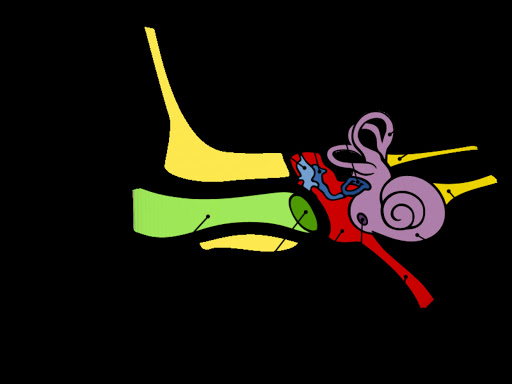 Anatomy of the human ear. File photo