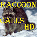 Raccoon Calls HD Apk