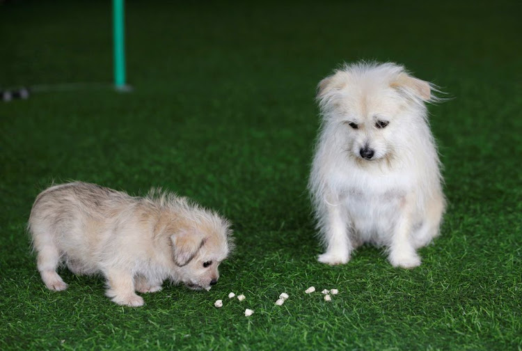 Nine-year-old Juice looks at its two-month-old clone at He Jun's pet resort in Beijing, China, on November 26 2018.