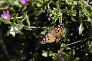 About 54 species of the delicate insects have been spotted in the butterfly habitat at Durban's Botanic Gardens, but there are bound to be more.