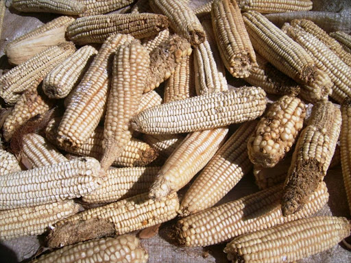 Maize infected with aflatoxin
