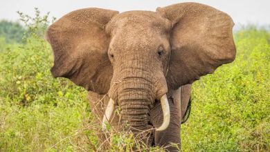 Uganda's elephant population has been rising since the 1990s, but it still faces poaching and trafficking threats.
