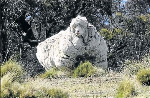 HEAVY WOOL: An Australian picture shows a missing sheep, unshorn for years. When it it was shorn, its fleece weighed more than 40kg. Picture: EPA