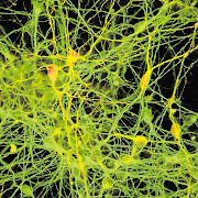 Neurons derived from stem cells developed from adult human tissue. 