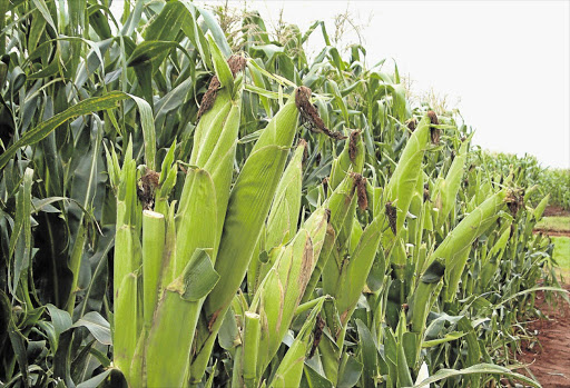 A maize plantation.