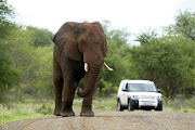 An elephant in the Kruger National Park.