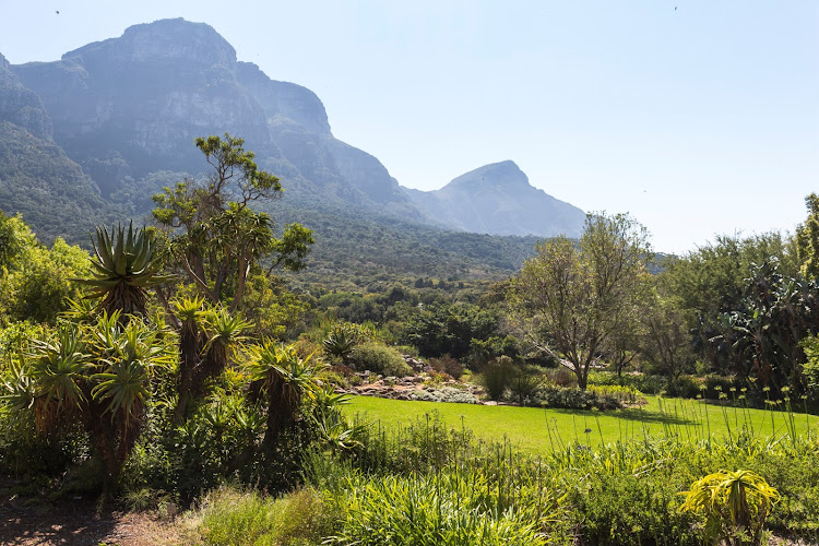 Kirstenbosch is the most beautiful garden in the world attached to its own magical mountain, says Normington.