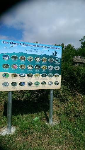 Flora And Fauna Of Courtown