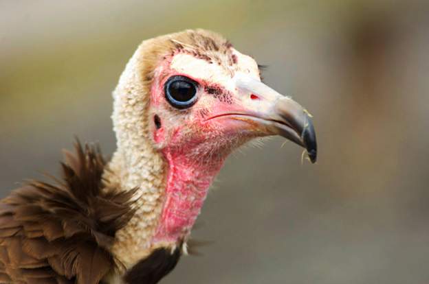 Getty ImagesCopyright: Getty Images Twenty-eight hooded vultures were among those poisoned
