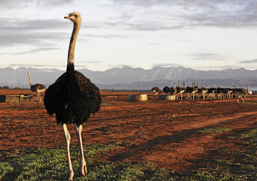 An ostrich that escaped from a bird sanctuary in Boksburg on Monday was still on the run on Tuesday morning. The SPCA warns that it could be dangerous.