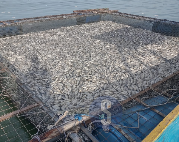 The dead fish in different cages in Lake Victoria.