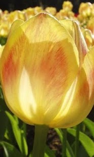 How to download Tulip Jigsaw Puzzles lastet apk for android