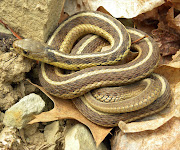 File photo of a garter snake.