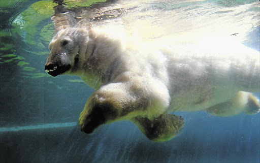 A BREED APART: Wang at the Johannesburg Zoo in 2007. Brought to South Africa in 1986 from Hokkaido, Japan, Wang was euthanised yesterday, soon after his partner of 27 years, GeeBee, died