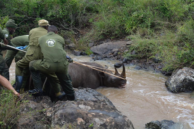 Kenya Wildlife Service Veterinary and Capture Rangers rescuing a black Rhino from a river at the Nairobi National Park on January 16, 2024.