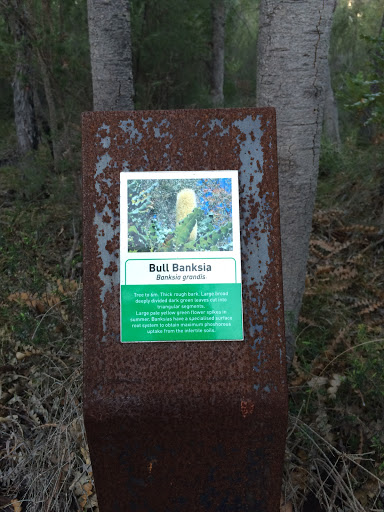 Bull Banksia Plaque