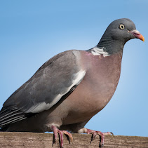 Woodpigeon