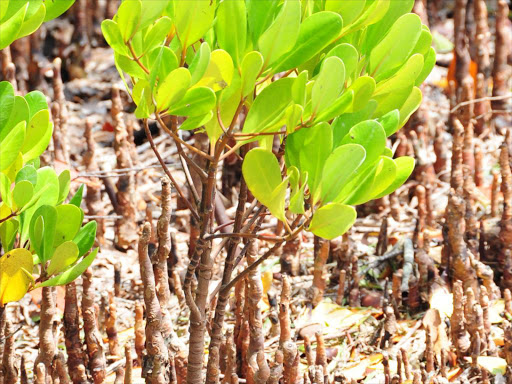 The mangrove growing at the seashore of the Indian Ocean.