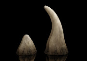 Rhino horns. File photo