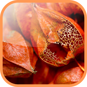 Fiery Physalis Live Wallpaper.apk 1.0
